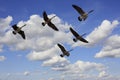 Flying Geese