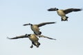 Flying Geese