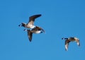 Flying geese Royalty Free Stock Photo