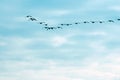 Flying geese against the blue sky