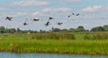 Flying geese in a Dutch landscape Royalty Free Stock Photo