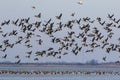 Flying geese flock Royalty Free Stock Photo