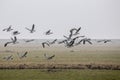 Flying geese on a grass field