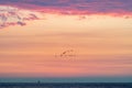 Flying geese over a vivid color of the North Sea sunset