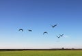 Finished blooming sunflowers in a field.Flying geese in a rural landscape. Blue sky and green grass. Royalty Free Stock Photo