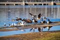 Flying geese and seagulls in the pond and post-rain puddles surrounding the Jefferson Memorial in Washington, DC on winter day. Royalty Free Stock Photo