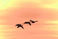 Flying geese silhouette Royalty Free Stock Photo