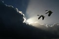 Flying geese and sunny clouds