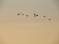 Flying geese at sunset