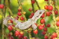 A flying gekko kuhli, commonly known as Kuhl`s flying gecko is basking.