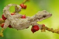 A flying gekko kuhli, commonly known as Kuhl`s flying gecko is basking.