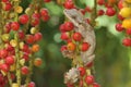 A flying gekko kuhli, commonly known as Kuhl`s flying gecko is basking.