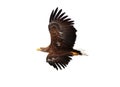 Flying golden eagle