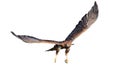 Flying golden eagle, Aquila chrysaetos, isolated on white background. Bird of prey in flight with widely spread wings. Hunter