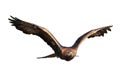 Flying golden eagle Aquila chrysaetos isolated on white background. Bird of prey in flight with widely spread wings. Wildlife Royalty Free Stock Photo