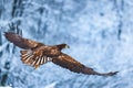 Flying golden white tailed eagle with open wings attack landing swoop hand isolated with clipping path