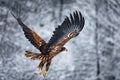 Flying golden white tailed eagle with open wings attack landing swoop hand isolated with clipping path