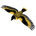 Flying Goldfinch Bird