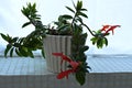 Flying Goldfish House Plant on a Windowsill. Royalty Free Stock Photo