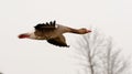 Flying goose Royalty Free Stock Photo