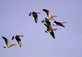 Flying goose Royalty Free Stock Photo