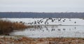 Flying goose bird over flood field, Lithuania Royalty Free Stock Photo