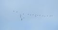 Flying goose birds in spring, Lithuania Royalty Free Stock Photo