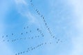 Flying goose, formation flight, migration birds Royalty Free Stock Photo