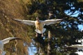 Flying goose Royalty Free Stock Photo