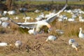 Flying goose Royalty Free Stock Photo