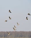 Flying goose Royalty Free Stock Photo