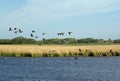 Flying gooses Royalty Free Stock Photo