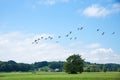 Flying gooses over birds sanctuary