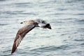 Flying graceful seagull right near the water