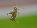 Flying Grasshopper in mid air!! Royalty Free Stock Photo