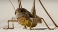 Flying grasshopper resting on stone pavement