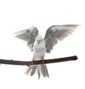 flying gray cockatiel Royalty Free Stock Photo