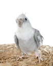 flying gray cockatiel Royalty Free Stock Photo