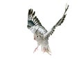 Flying gray cockatiel Royalty Free Stock Photo