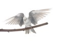 flying gray cockatiel Royalty Free Stock Photo