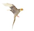 Flying gray cockatiel Royalty Free Stock Photo