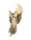 Flying gray cockatiel Royalty Free Stock Photo