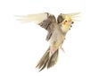 Flying gray cockatiel