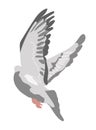Gray dove flying bird vector illustration isolated on white background Royalty Free Stock Photo