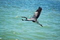 Flying great blue heron Royalty Free Stock Photo