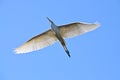 Flying great egret