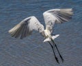 Great White Egret take off looking like wings of an angel Royalty Free Stock Photo