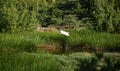 Flying Great Egret with Wings Tucked in Flight Royalty Free Stock Photo