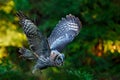 Flying Great Grey Owl, Strix nebulosa, above green spruce tree with orange dark forest background. Wildlife in Sweden. Bird in fly