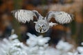 Flying Great Grey Owl, Strix nebulosa, above white snow tree with orange autumn forest background